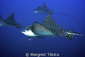 Graceful eagle rays.
Galapagos islands, Nikon D80, Tamro... by Margriet Tilstra 